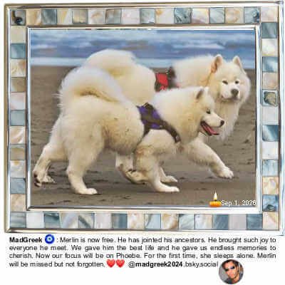 Mother of Pearl Picture Frame 8 by 10, 1pc, GIFTME